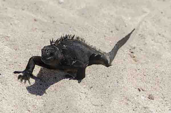 Iguana Marina - isla Santa Cruz - islas Galápagos - Ecuador.jpg